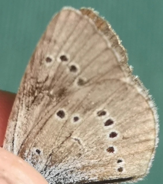 Cyaniris semiargus - aprószemes boglárka