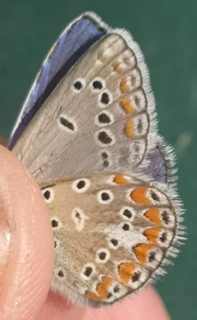 Polyommatus thersites - ibolyaszín boglárka