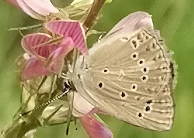 Polyommatus admetus - bundás boglárka