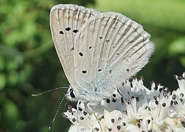 Polyommatus daphnis - csipkés boglárka