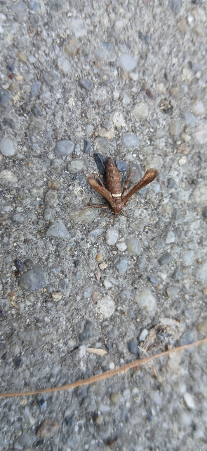 Microsphecia brosiformis - folyófűszitkár