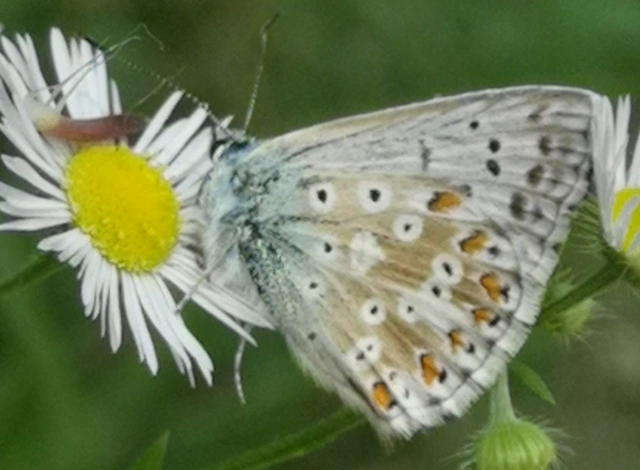 Polyommatus coridon - ezüstkék boglárka
