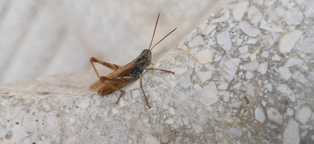 Chorthippus apricarius - szélesszárnyú tarlósáska