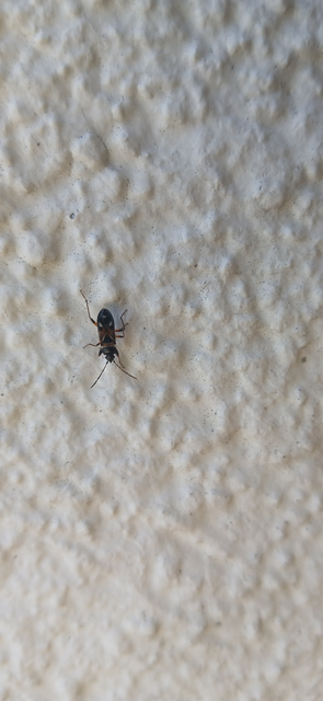 Raglius alboacuminatus - tarka díszesbodobács