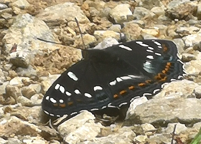Limenitis populi - nagy nyárfalepke