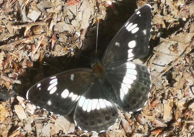 Limenitis camilla - kis lonclepke