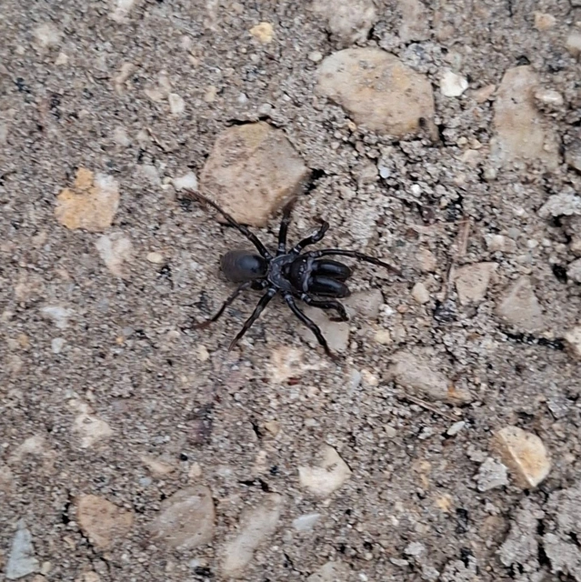 Araneae - Pókok