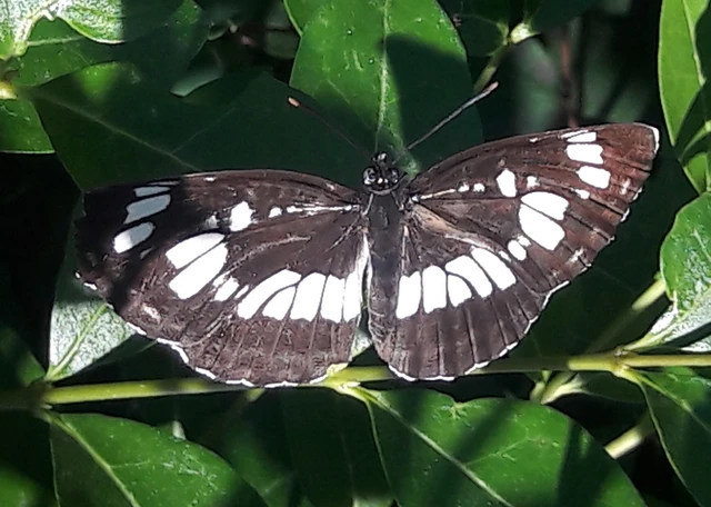 Neptis rivularis - nagy fehérsávoslepke