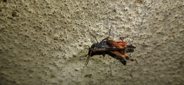 Omocestus rufipes - vöröshasú tarlósáska