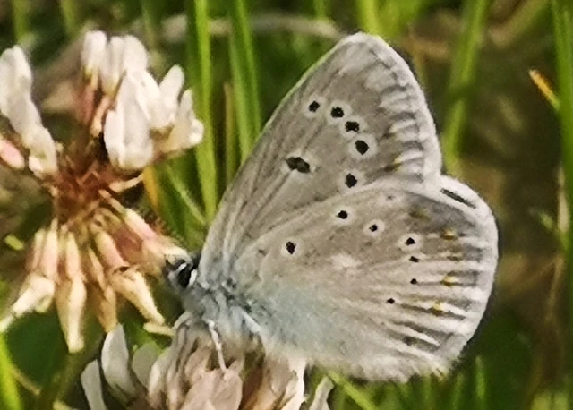 Polyommatus dorylas - fénylő boglárka
