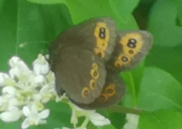 Erebia medusa - tavaszi szerecsenlepke