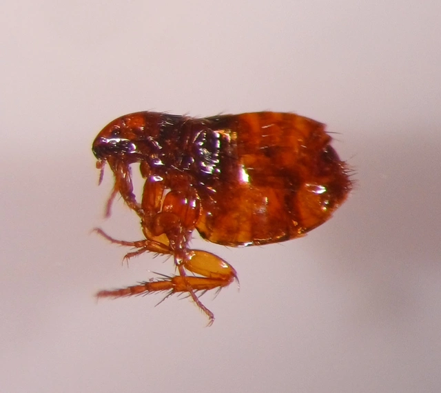 Siphonaptera - Bolhák