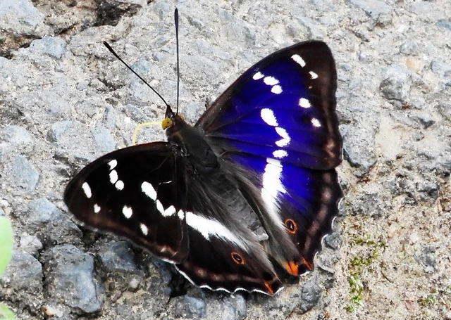 Apatura iris - nagy színjátszólepke