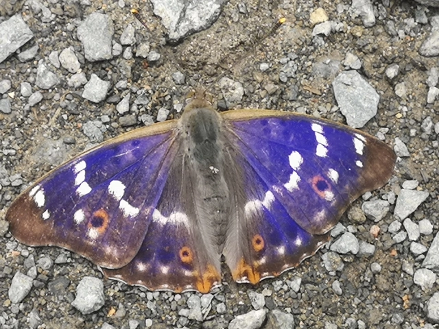 Apatura ilia - kis színjátszólepke