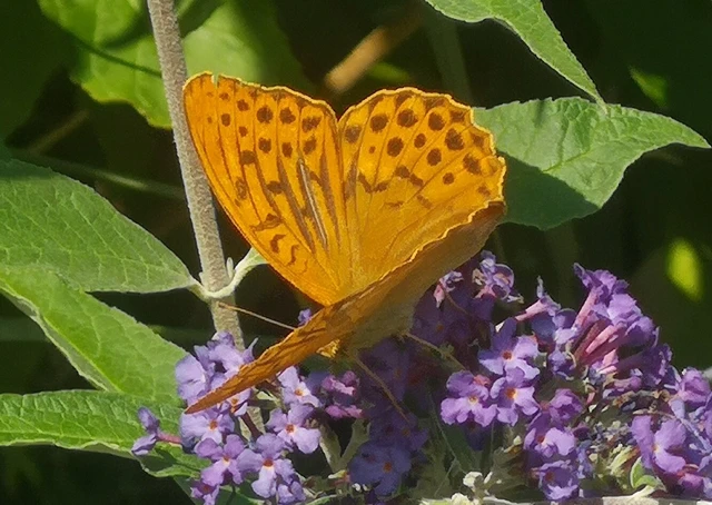 Argynnis paphia - nagy gyöngyházlepke