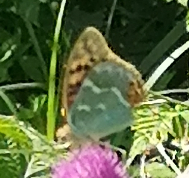 Argynnis pandora - zöldes gyöngyházlepke