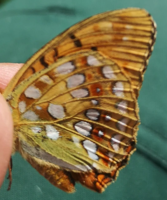 Argynnis adippe - ezüstös gyöngyházlepke