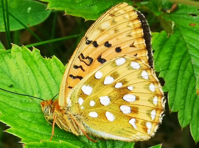 Argynnis aglaja - kerekfoltú gyöngyházlepke