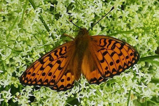 Argynnis aglaja - kerekfoltú gyöngyházlepke