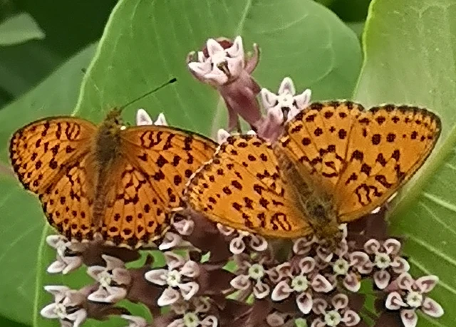 Brenthis daphne - málna-gyöngyházlepke