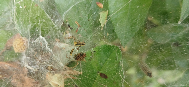 Diabrotica virgifera - amerikai kukoricabogár