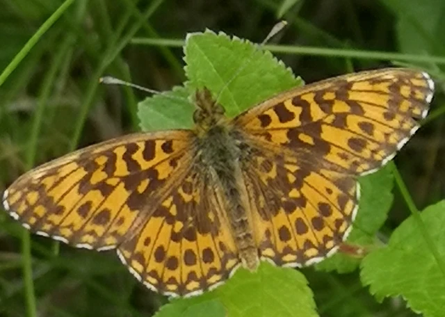 Boloria dia - kis gyöngyházlepke