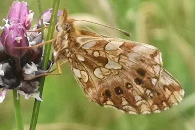 Boloria dia - kis gyöngyházlepke