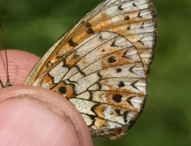 Boloria selene - fakó gyöngyházlepke
