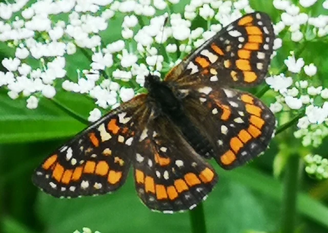 Euphydryas maturna - díszes tarkalepke