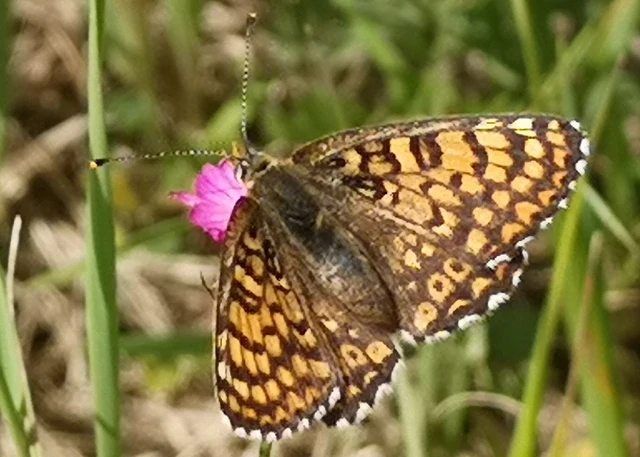 Melitaea cinxia - réti tarkalepke