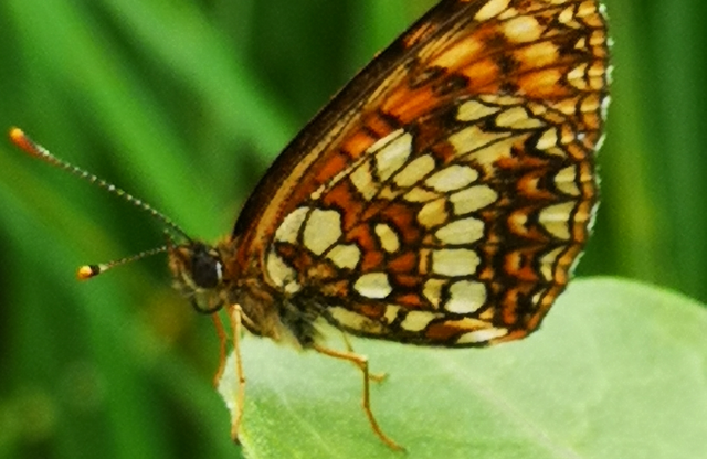 Melitaea diamina - kockás tarkalepke