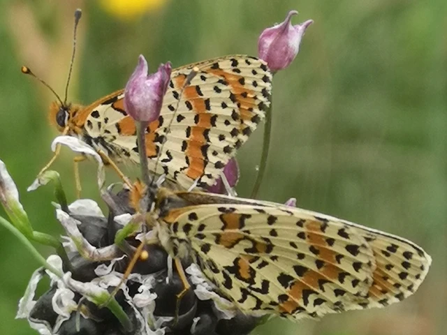 Melitaea didyma - tüzes tarkalepke