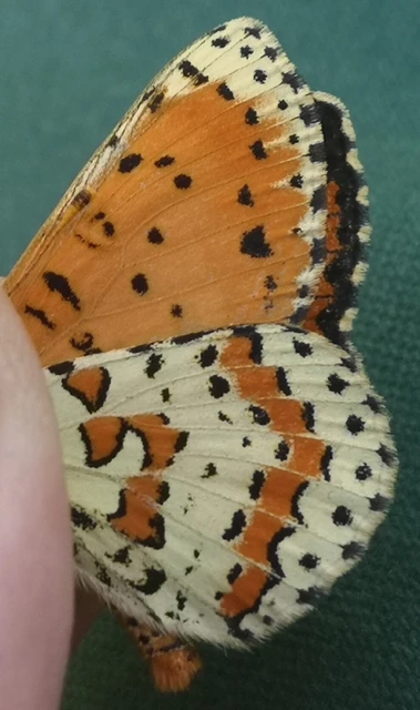 Melitaea didyma - tüzes tarkalepke