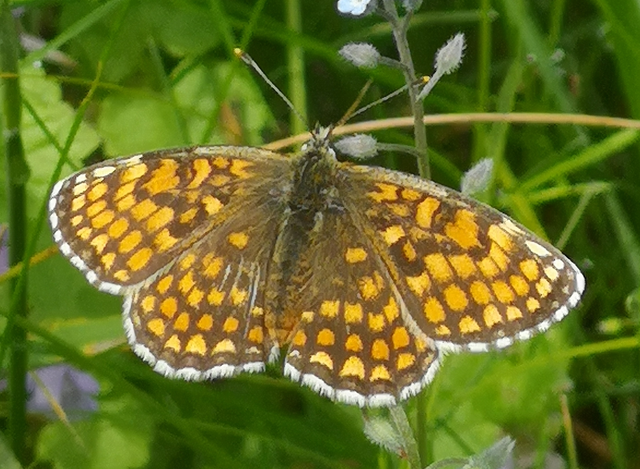 Melitaea athalia - közönséges tarkalepke