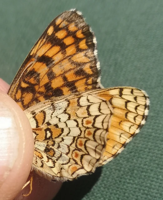 Melitaea phoebe - nagy tarkalepke