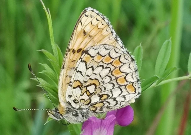 Melitaea phoebe - nagy tarkalepke