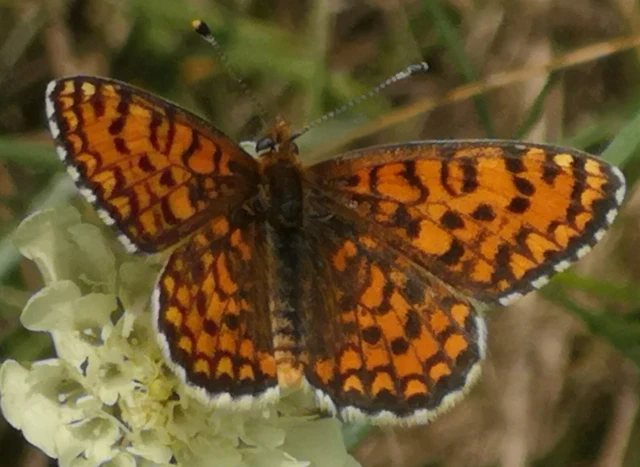 Melitaea trivia - kis tarkalepke