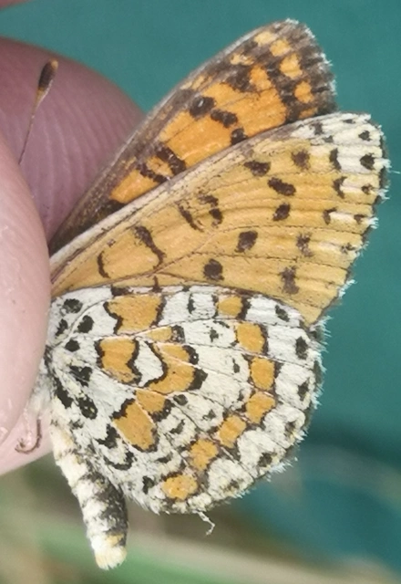 Melitaea trivia - kis tarkalepke