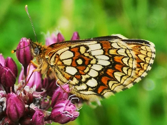Melitaea britomartis - barnás tarkalepke