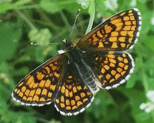 Melitaea athalia - közönséges tarkalepke