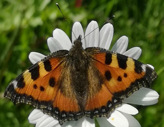 Nymphalis urticae - kis rókalepke Nymphalis urticae - kis rókalepke