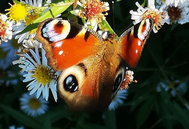 Nymphalis io - nappali pávaszem