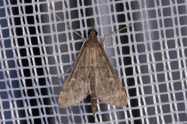 Dolicharthria punctalis - hosszúlábú tűzmoly