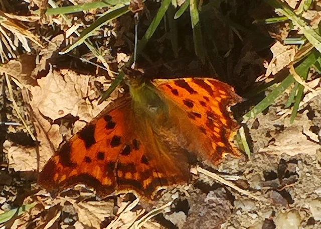Nymphalis c-album - C-betűs lepke