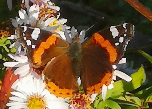 Vanessa atalanta - atalantalepke