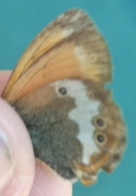 Coenonympha arcania - fehéröves szénalepke