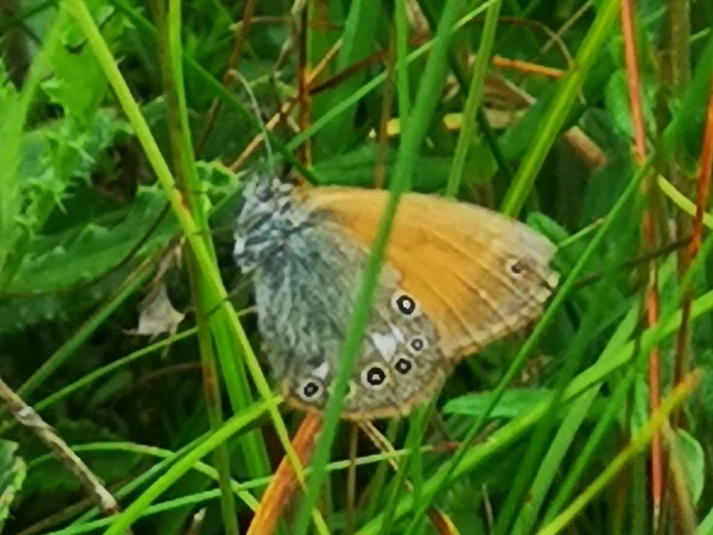 Coenonympha glycerion - közönséges szénalepke
