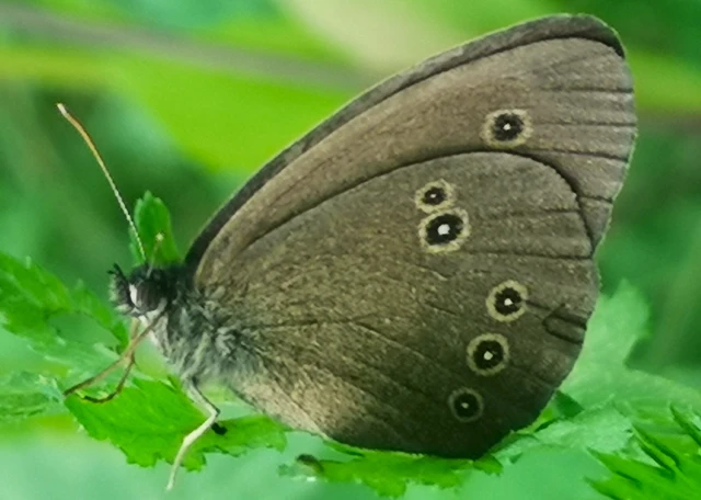 Aphantopus hyperanthus - közönséges ökörszemlepke