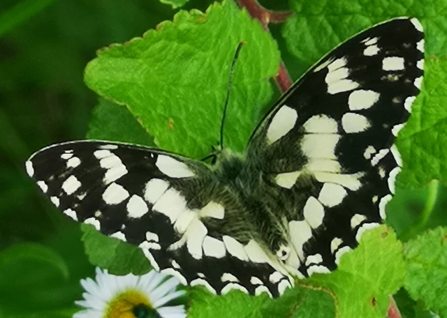 Melanargia galathea - sakktáblalepke