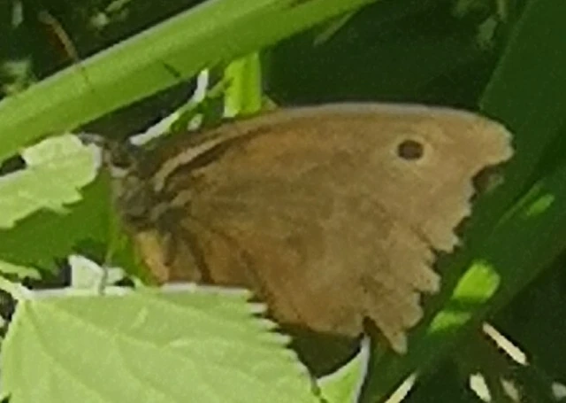 Minois dryas - fekete szemeslepke